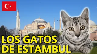 ¿POR QUÉ HAY TANTOS GATOS EN ESTAMBUL? | VUELTALMUN