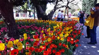 Skagit Valley Tulip Festival 2018