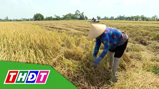 Nông dân Đồng Tháp rộn ràng thu hoạch lúa Hè thu | THDT