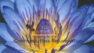 Blue Lotus - Guided meditation for calmness, motivation, focus and emotional balance