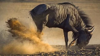 lioness tear off testicles wildebeest /  لبؤة تمزيق بيض الحيوانات البرية