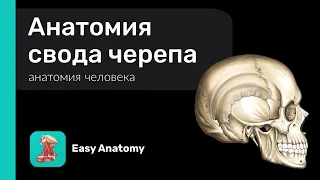 Анатомия свода черепа