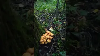 Первые ОПЯТА 🌄🍄🌲🍄🌳🍄