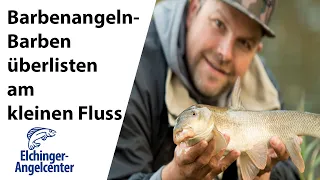 Barbenangeln - wie man Barben überlistet - Zielfisch Barbe