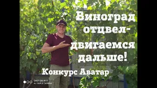 Рост ягод,обработка, подкормка. Определение милдью,оидиума. Прививки. Конкурс - к-ш Аватар.