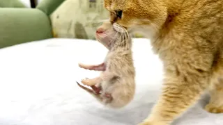 Mom cat carries an adopted kitten to her