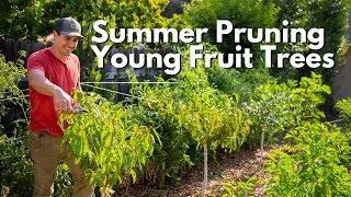 Summer Pruning for Young Fruit Trees