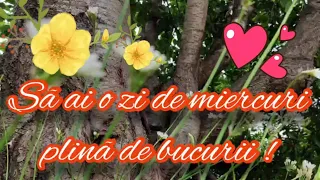 O zi de miercuri plina de bucurii !🎀🌷 Buna dimineata! 🥰Mesaje frumoase si urari pentru tine