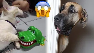 Try Not to Laugh 2024😁 New Funny Dog and Cat Video 😹🐶 Part 24