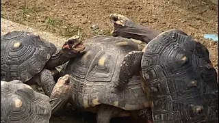 Redfoot tortoise fight in mating season @KPTortoises #kptortoises #pets #redfoottortoise