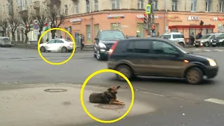 На оживленном перекрестке из белого авто, вытолкали собаку и уехали...