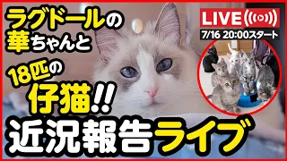 【🔴ライブ記録】ラグドールの華ちゃんと 18匹の子猫 近況報告ライブ！