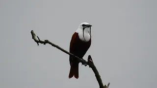 3 wattled Bellbird from Costa Rica terrtorial call 2