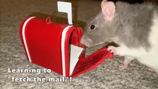 Uncut Video of my Pet Rat Blueberry Learning the "Fetch the Mail" Trick!
