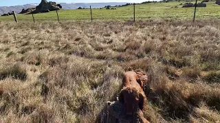 Owen the Working Cocker hunting Rabbits