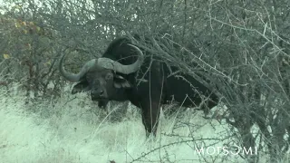 Motsomi Safaris Bow Hunting Cape Buffalo