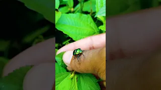 Amazing Jewel Bug। 🐛😲#shorts