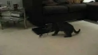 Cat Vs Helicopter FAIL!