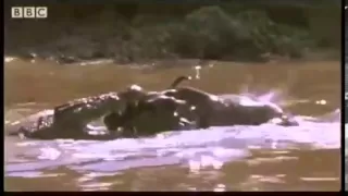 EPIC CROCODILE ATTACKS