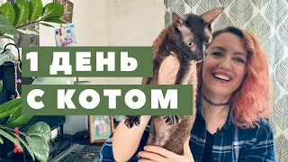 КОРНИШ РЕКС / любимая игрушка кота / кот и вода / хоба кота