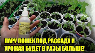 СРОЧНО Подкормите Этим Рассаду Томатов, Огурцов, Перцев После Всходов! Крепкая Рассада Гарантирована