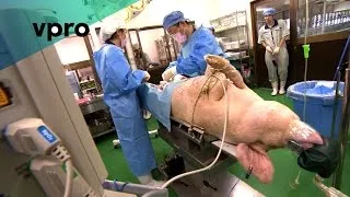 The Perfect Human Being Series E07 - Growing human organs in pigs