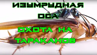 Изумрудная оса зомбирует тараканов / Emerald wasp zombies cockroaches / Ampulex compressa