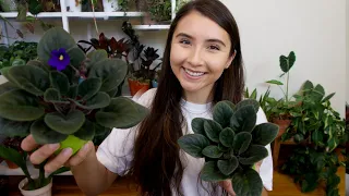 African Violet Complete Care Guide + Propagation Attempt