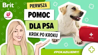 POKAZUJEMY: Pierwsza pomoc dla psa - RKO krok po kroku - Brit Polska x Pethelp