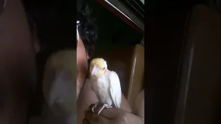 happy cockatiel whistles