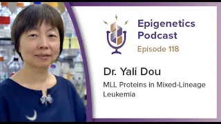 Epigenetics Podcast #118 MLL Proteins in Mied-Lineage Leukemia with Yali Dou