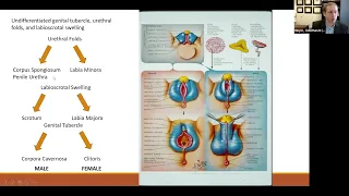 Advances in Diagnosis and Treatment of DSD