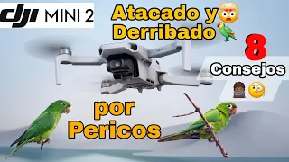8 Recomendaciones para evitar Ataques de Aves a tus Drones-2024- Aves Derriban un DJI Mini 2