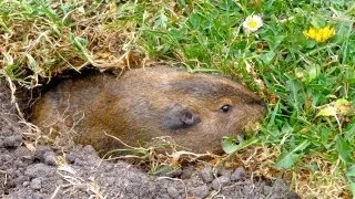 Giant Gopher Digging a Hole