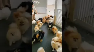 Aww So Cute Baby Pomeranian Dogs #shortsvideo #shorts #shots