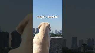 修勾每天都在想什么？#拉布拉多