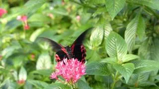 Schmetterling Scharlachroter Schwalbenschwanz (Papilio rumanzovia)