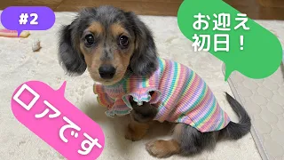 #2 ミニチュアダックスフンドのパピーちゃんお迎え初日動画