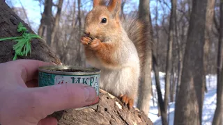 Зарисовка. С одной дикой белкой и одной не пьющей белкой / A sketch with squirrels