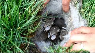 Baby Bunnies Found in Grass | Baby Bunnies | Bunny Nest