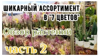 Обзор растений (часть 2) на оптовой базе 7 цветов. Орхидеи, цветущие, суккуленты и сансевиерии