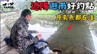 原來魚都躲在這裡，遮陽又避雨的好釣點，台灣原生魚類釣查，小物釣釣點分享｜PANDA熊貓小物釣竿｜牛屎鯽 ｜馬口｜溪哥｜外來種｜｜@PandaOutdoorOfficial ｜#釣魚  #タナゴ #保育