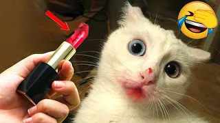 New Funniest Animals 2024 🤩Funny Cutest Cats and Dogs Videos😺🐺!! Part 31