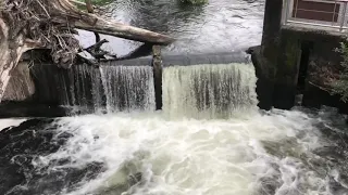 Salmons Jumping Up Tumwater Falls