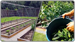 50. Comfortable beds for cucumbers.