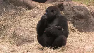 Sukari and her newborn gorilla