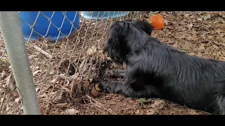 Standard schnauzer trying to get a mouse