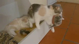 The mother cat is not secure when the kittens are with the father cat.