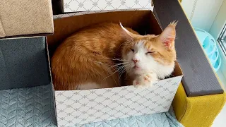 AUTOMATIC SMART CAT TOILET AmiCura REVIEW / Main coon Lord found the perfect box