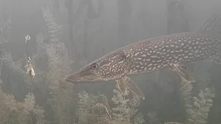 Ice Fishing NORTHERN PIKE in CLEAR WATER